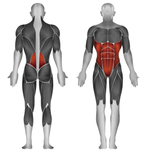 Steelflex JGAB900 Abdominus Curl And Back Extension Muscle Affected