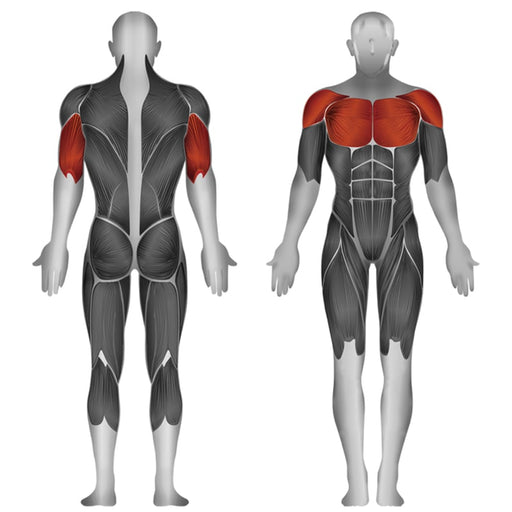 Steelflex JGBP100 Chest Press Muscle Affected