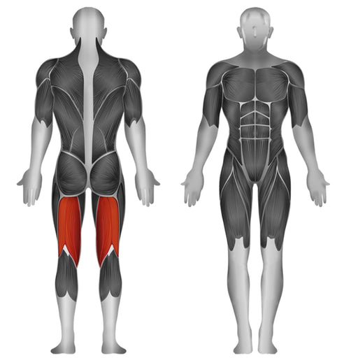 Steelflex JGLC400 Prone Leg Curl Muscle Affected