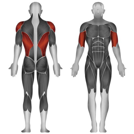 Steelflex JGRM1700 Seated Row Muscle Affected