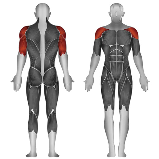 Steelflex JGSP800 Shoulder Press Muscle Affected