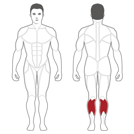 Steelflex PLSC Plate Loaded Seated Calf Affected Muscles