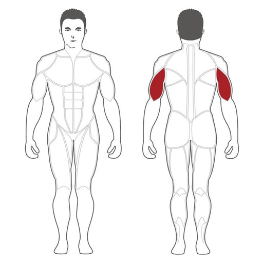 Steelflex PLTE Plate Loaded Triceps Extension Affected Muscles