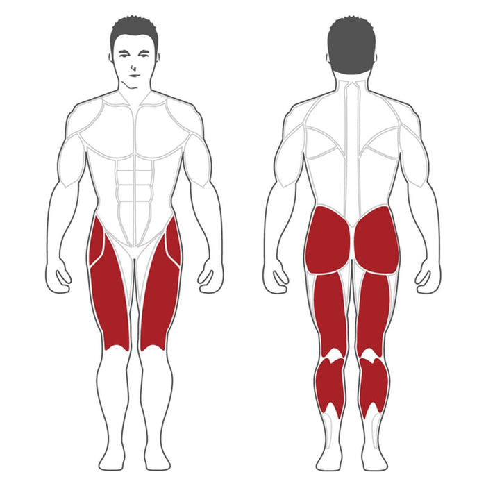Steelflex PLDP Plate Loaded Decline Leg Press Affected Muscles